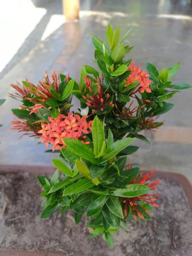 Recanto Do Meu Bem Villa Jericoacoara Eksteriør billede